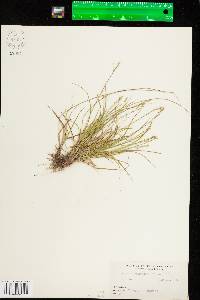 Carex brunnescens image