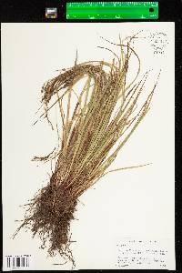 Carex debilis var. rudgei image