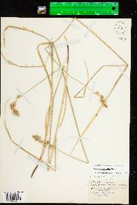 Carex argyrantha image