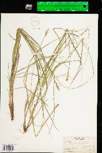 Carex arcta image