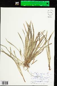 Carex backii image