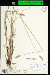 Carex merritt-fernaldii image