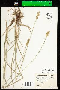 Carex merritt-fernaldii image