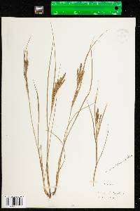 Carex lenticularis image