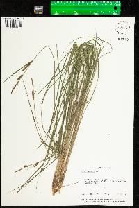 Carex haydenii image