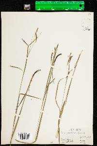 Carex gracillima image