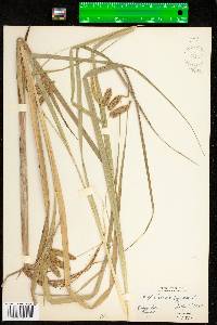 Carex pseudocyperus image