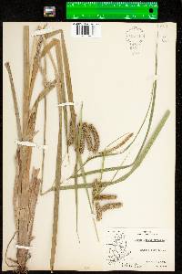 Carex pseudocyperus image