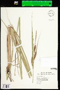 Carex utriculata image