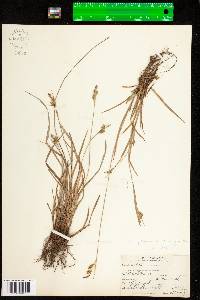 Carex pallescens image