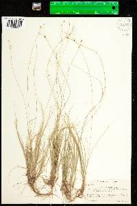 Carex trisperma image