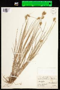 Carex scoparia image