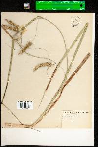 Carex pseudocyperus image