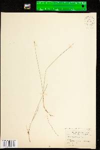 Carex pauciflora image