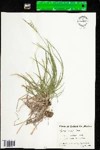 Carex peckii image