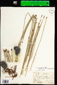 Eleocharis palustris image