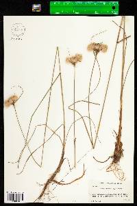 Eriophorum virginicum image