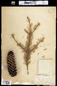 Picea abies image