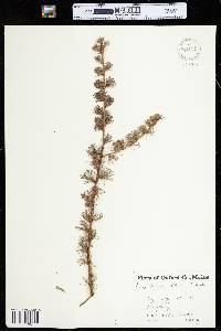 Larix laricina image