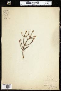 Picea rubens image