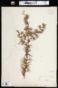 Larix laricina image