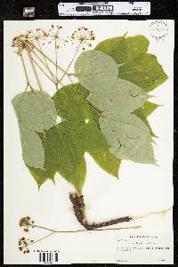 Aralia nudicaulis image