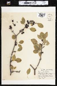 Rhamnus cathartica image