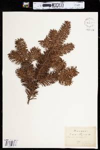 Abies balsamea image