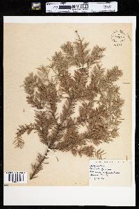 Abies balsamea image