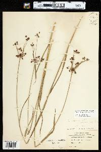 Scirpus hattorianus image