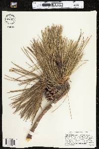 Pinus resinosa image