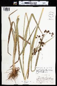 Scirpus hattorianus image