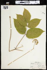 Aralia nudicaulis image