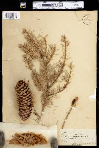 Picea abies image