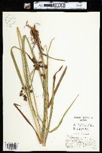 Scirpus hattorianus image