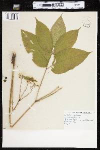 Aralia nudicaulis image