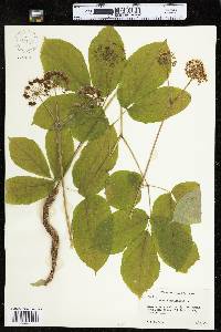 Aralia nudicaulis image