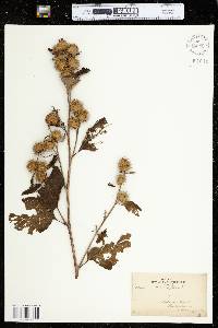 Arctium minus image