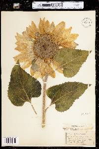 Helianthus annuus image