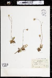 Hieracium pilosella image