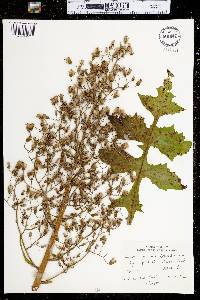 Lactuca biennis image