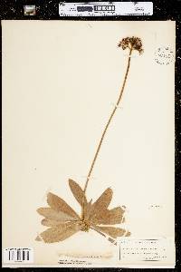 Hieracium aurantiacum image