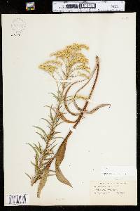 Solidago juncea image