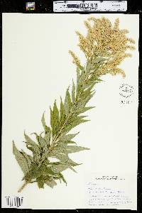 Solidago altissima image