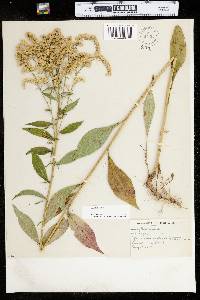 Solidago juncea image