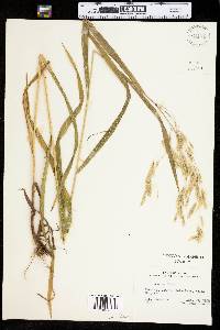 Bromus ciliatus image