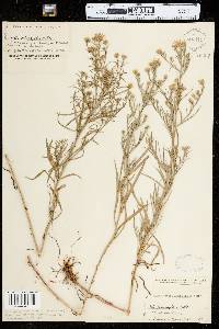 Symphyotrichum pilosum var. pringlei image