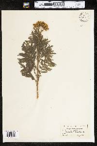 Tanacetum vulgare image