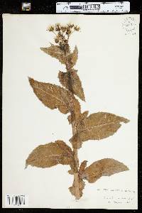 Sonchus asper image