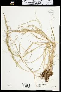 Agrostis scabra image